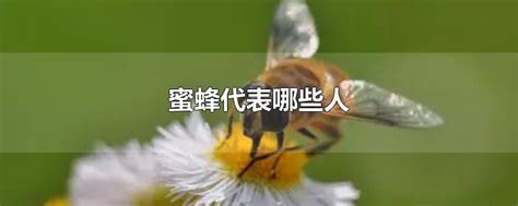 蜜蜂代表